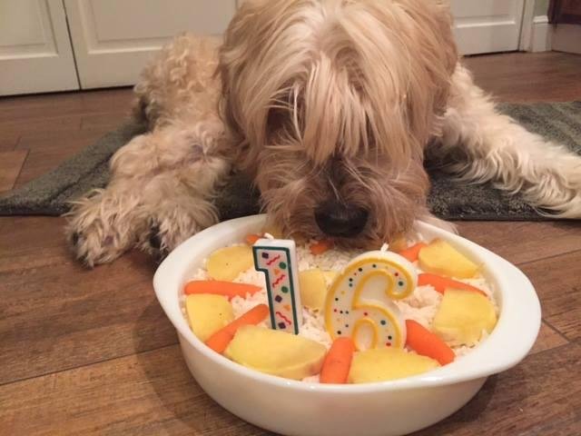 Max our sweet boy and best friend passed away a few days ago.  The day we brought him home about 16 years ago I told my wife that I would dread the day we may have to put him down.  We had an immediate deep connection with 