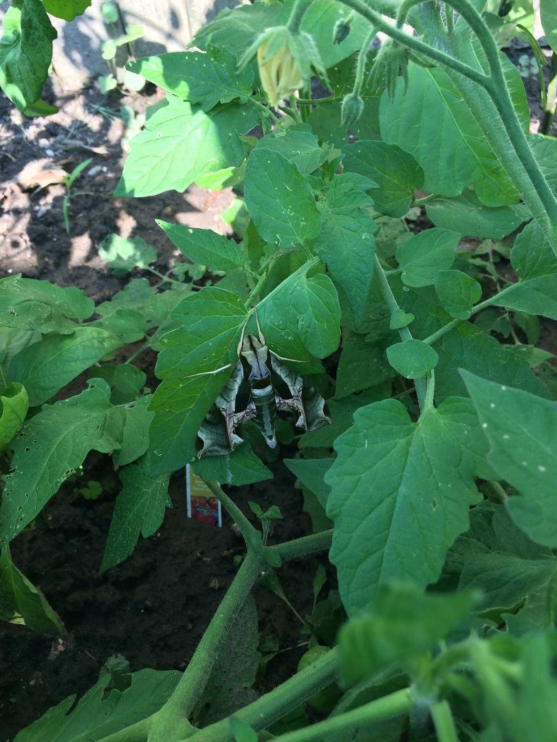 A Pandora Sphinx moth in my garden . A rare find :-)