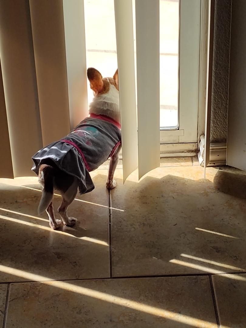 She is a nosy little girl, she's got to know what the guys are doing outside, so she can bark and get in trouble.