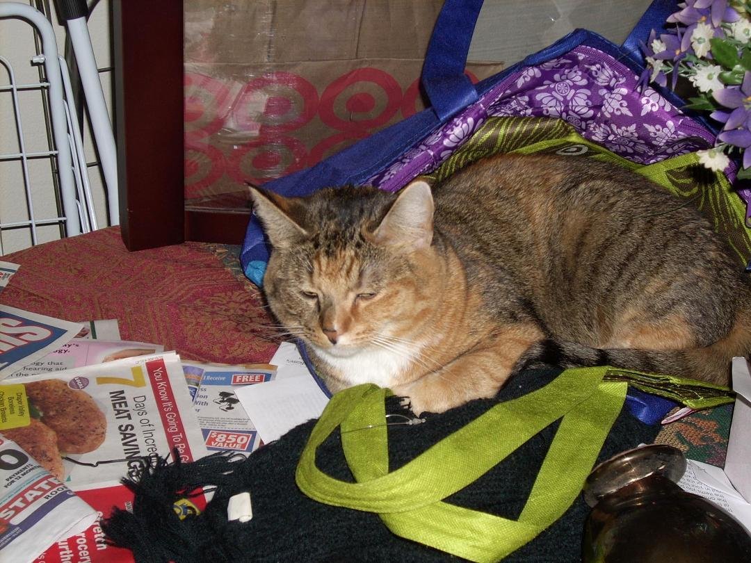 The Cat in the Bag! Donna Wood and Me!