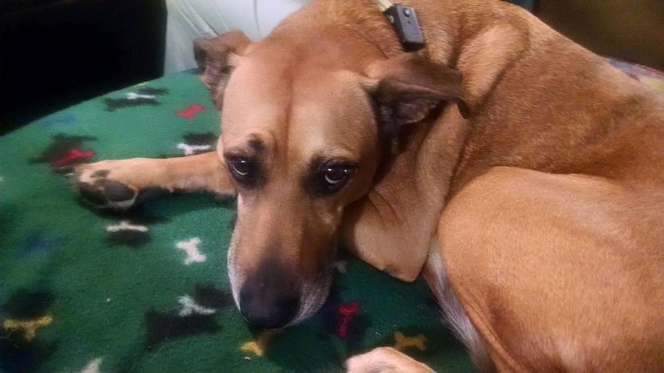 Why the long face?