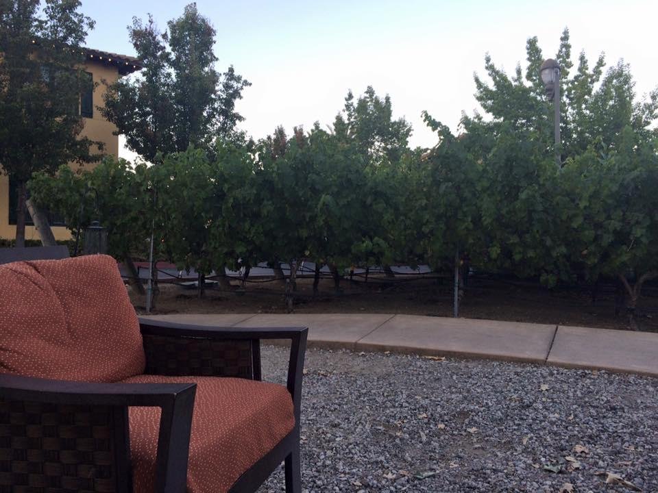 Just chilling watching the grapes grow!