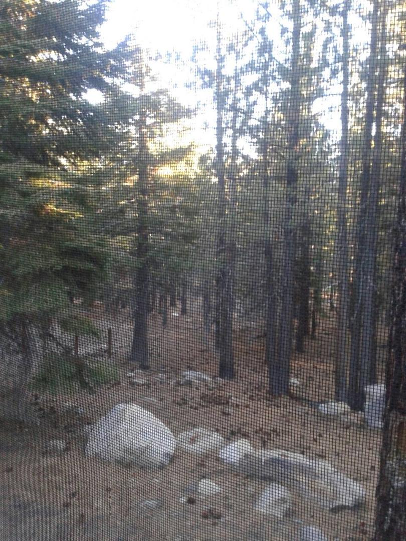 Looking out the window in Mammoth.