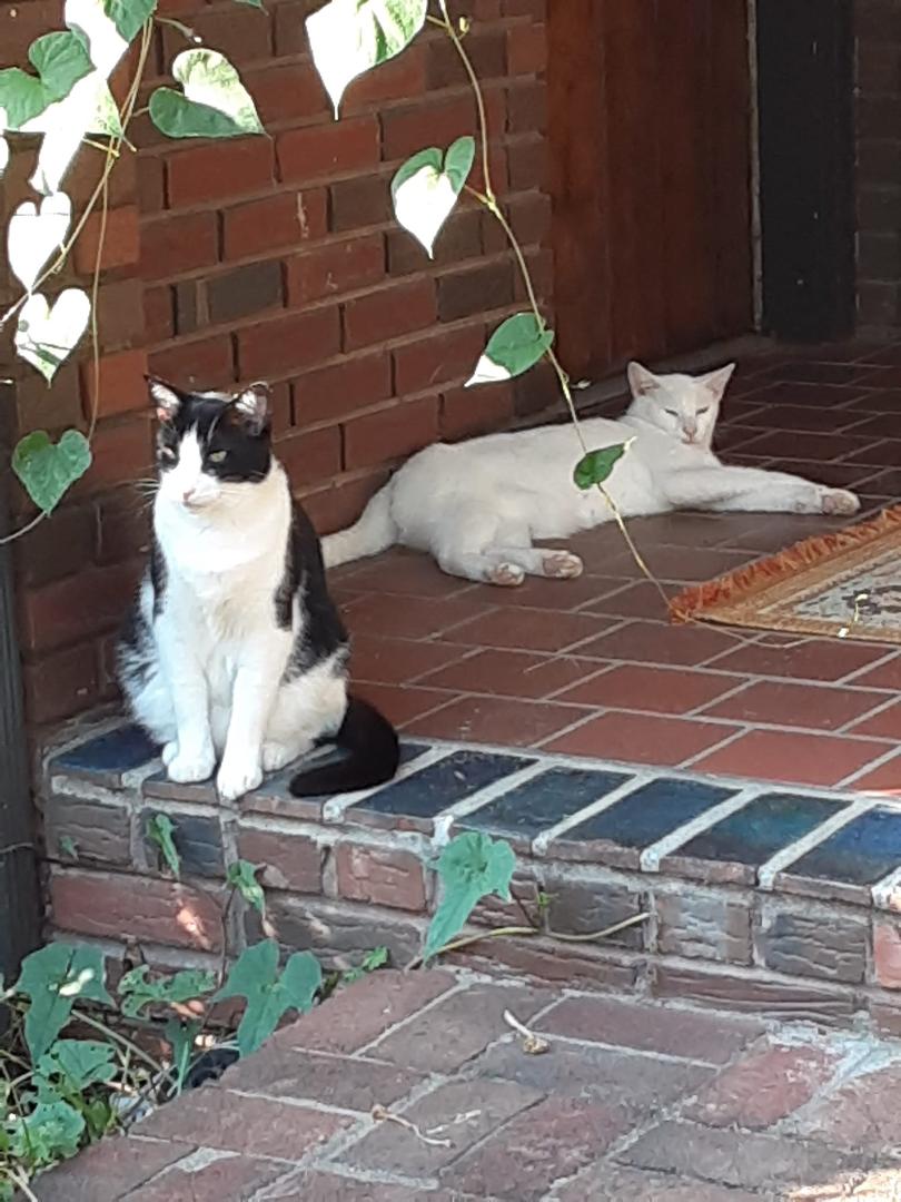 My buddies were waiting at the front door today.