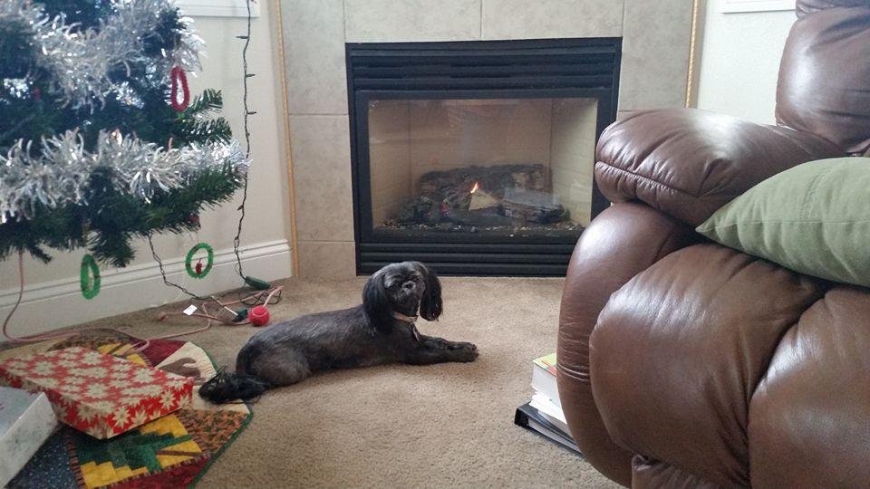 Maggie is keeping warm by the fireplace.