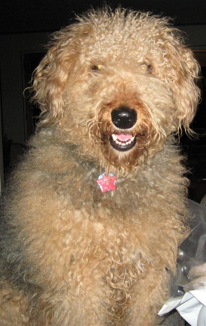 We lost a dear family member last Tuesday. Sage was almost 14 years old. She helped us through a lot of rough times but also some really great times. She will truly be missed.
