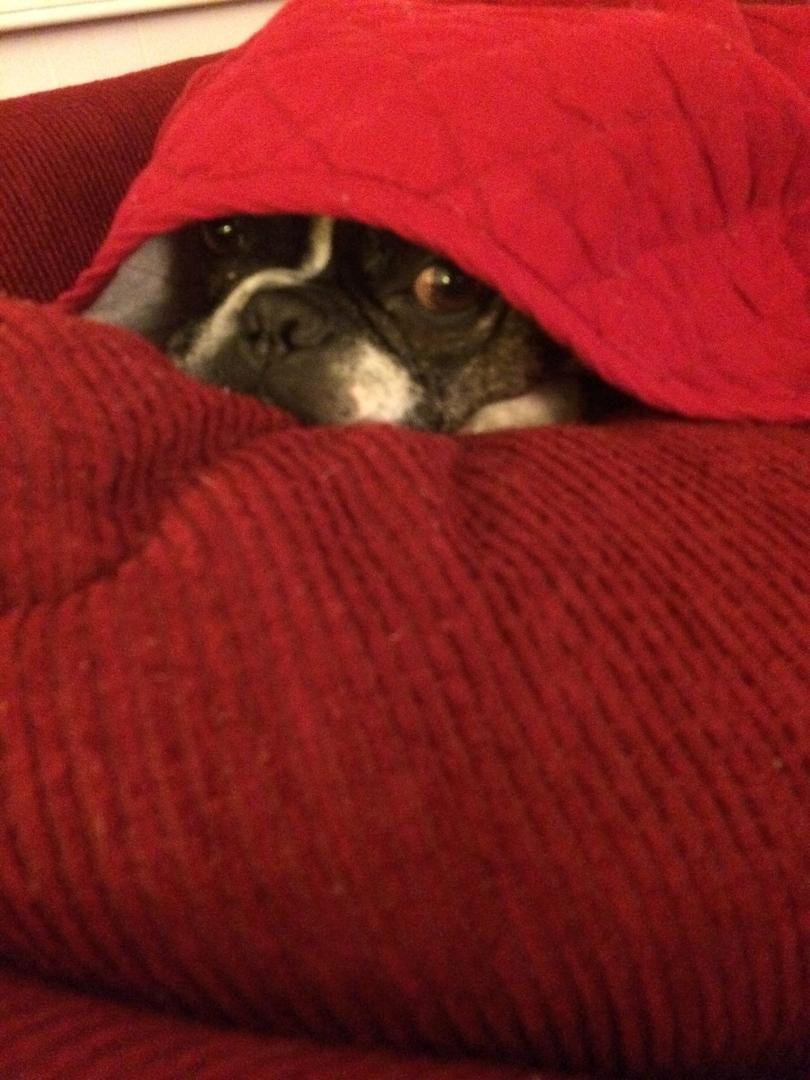 AJ loves blankets