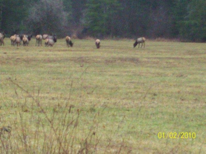 Daniel Wilbert's album, looking for elk