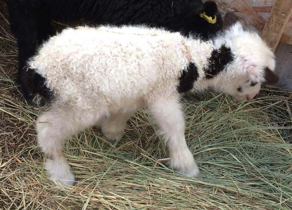 Here we have a little spottie boy. I think he was only one day old when I took this.