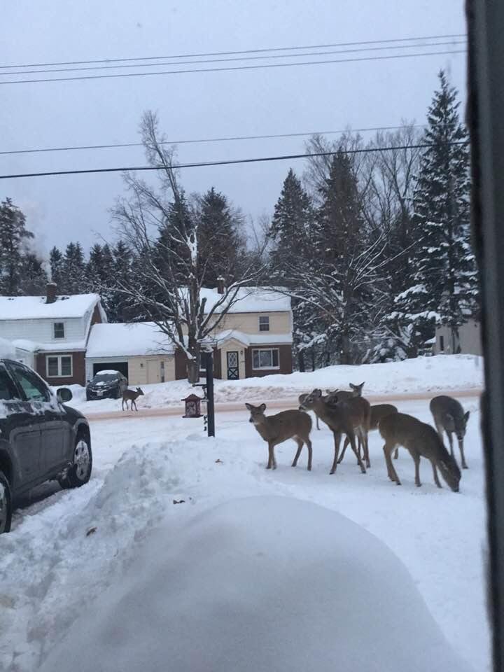 These deer raided my bird feeder?