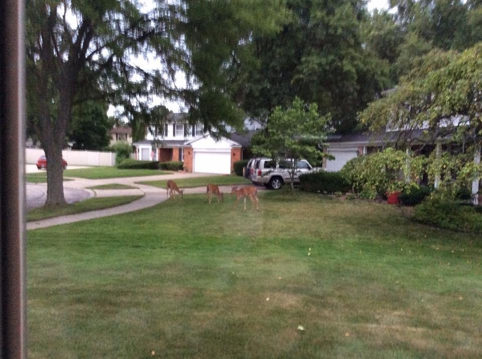 Visitors this evening strolling thru my backyard!