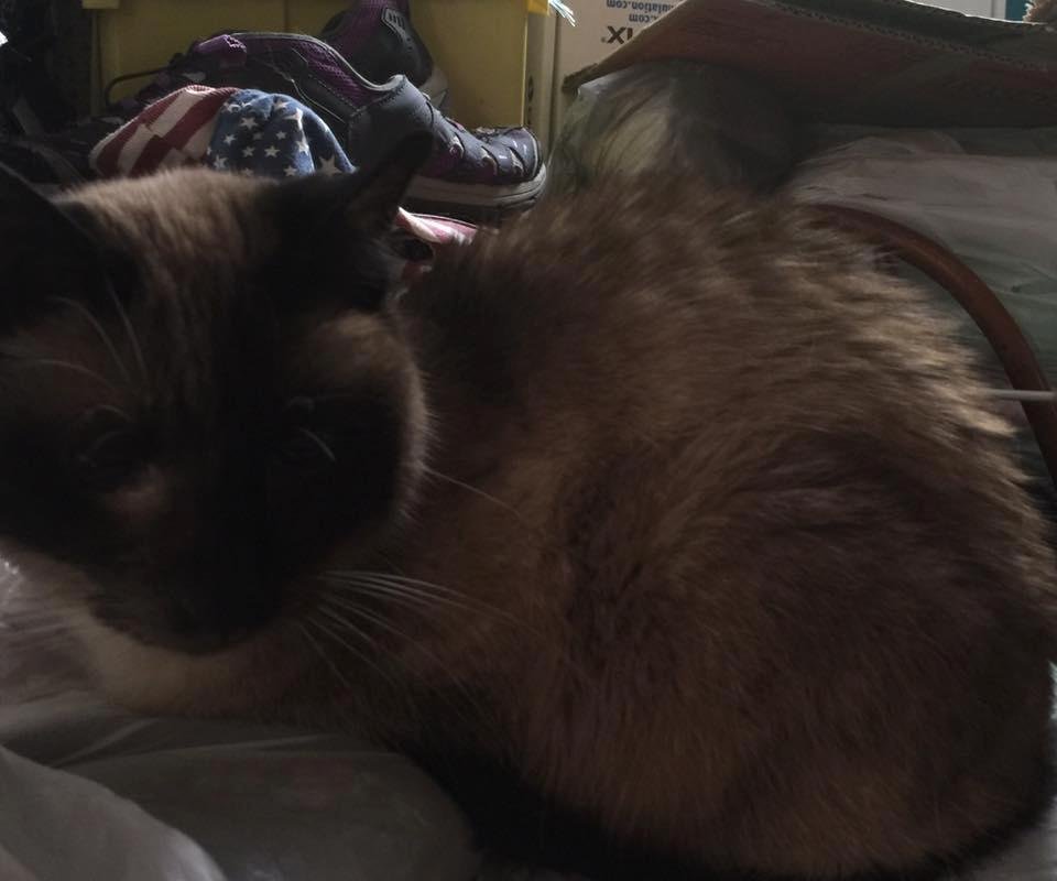 My heart is broken tonight. I just got back from putting my Siamese cat Griffin to sleep. He was suffering with cancer in his nose and throat and seeing him suffer, I knew it was time. Fly over the Rainbow Bridge and find L