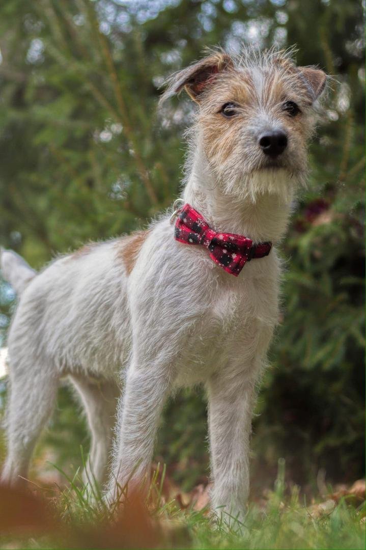 Marley's Christmas portrait! Photo thanks to Meagan Woodard-Bova!