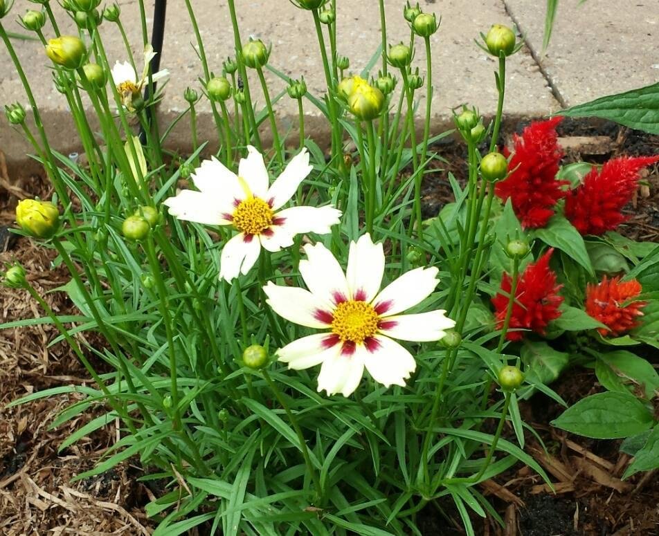 Coreopsis Star Cluster and red celosia. Just planted. :-)