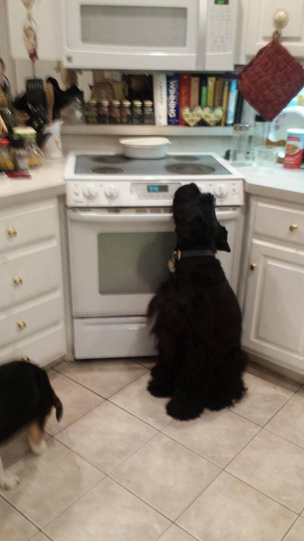 Will trade. Giant Schnauzer Search dog with bed, collar, leash, harness, and bowls.
For a pizza.
Left the kitchen for five minutes to get the dog bed out of the truck for the visiting beagle. Came back to find an entire