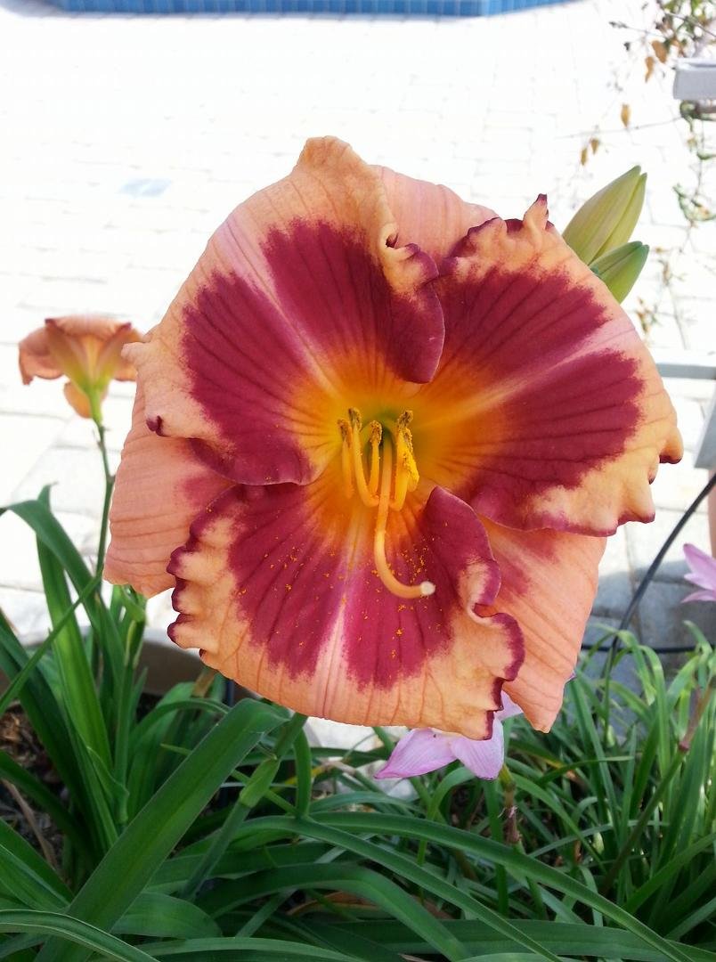 My day lilies are finally doing great!