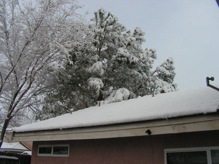 PINE TREE OUT BACK