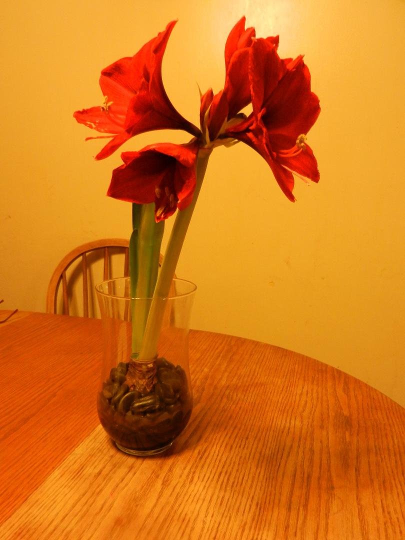 my amaryllis is blooming