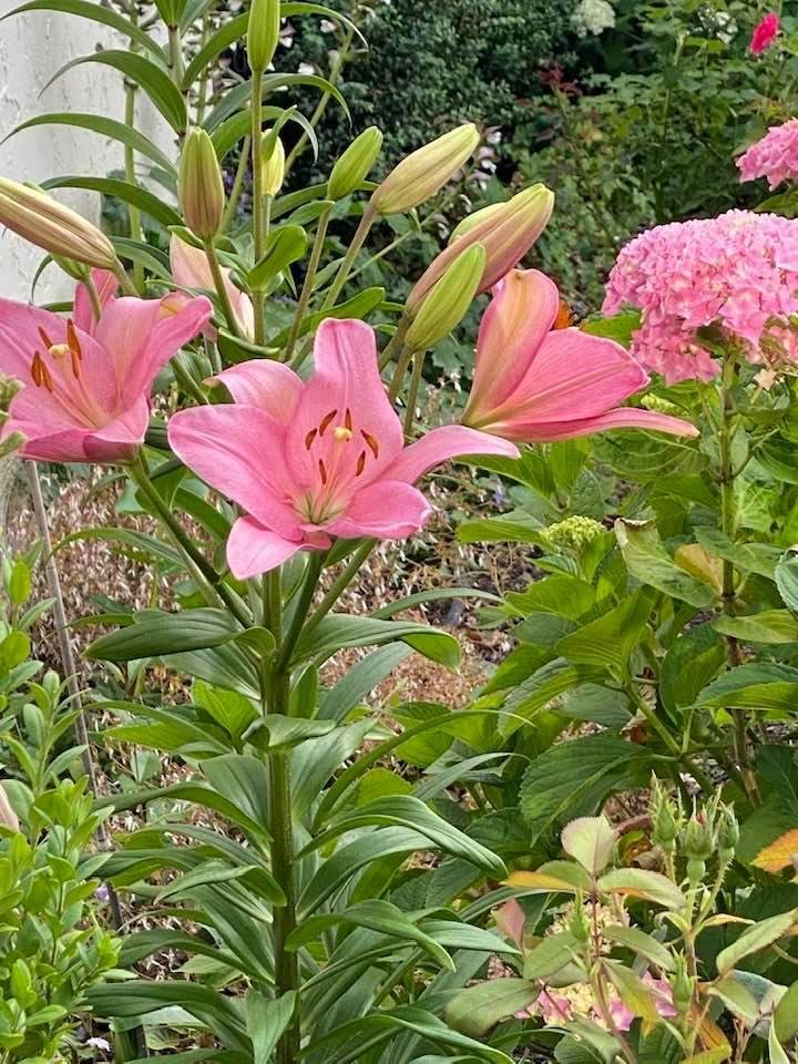 First bloom of the season!