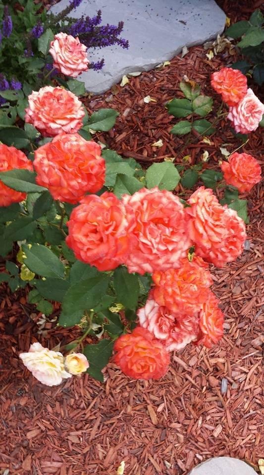 Esther Pittman's album, Timeline Photos