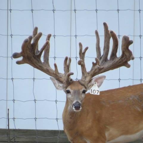 Roy's Premier Whitetail, 2017 Yearling