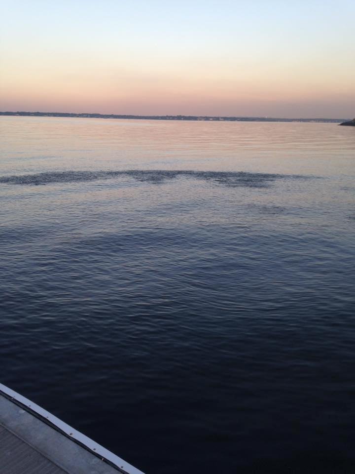 Blues blitzing at my dock just now