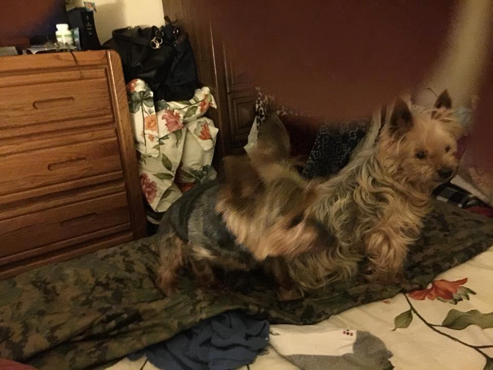New home and buddy for Jypper, Missy!!!!
Missy is a rescue breeder from a puppy mill, and has some catching up to do, but she will do fine because I am a dog whisperer!!! She is about 7-8 years old and is so sweet, but timi
