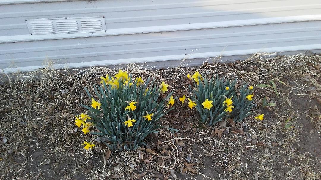Crazy flowers thinks it's spring!