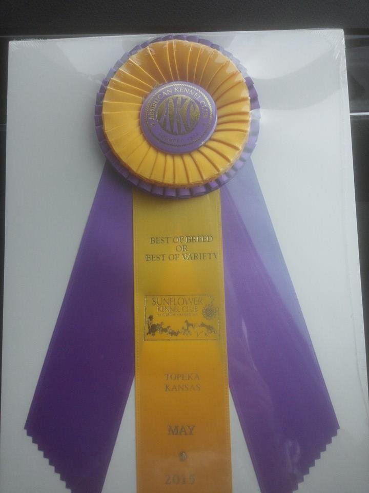 Saturday in Topeka - Conway (GCH Pajo's Tight Fitting Jeans went Best of Breed.