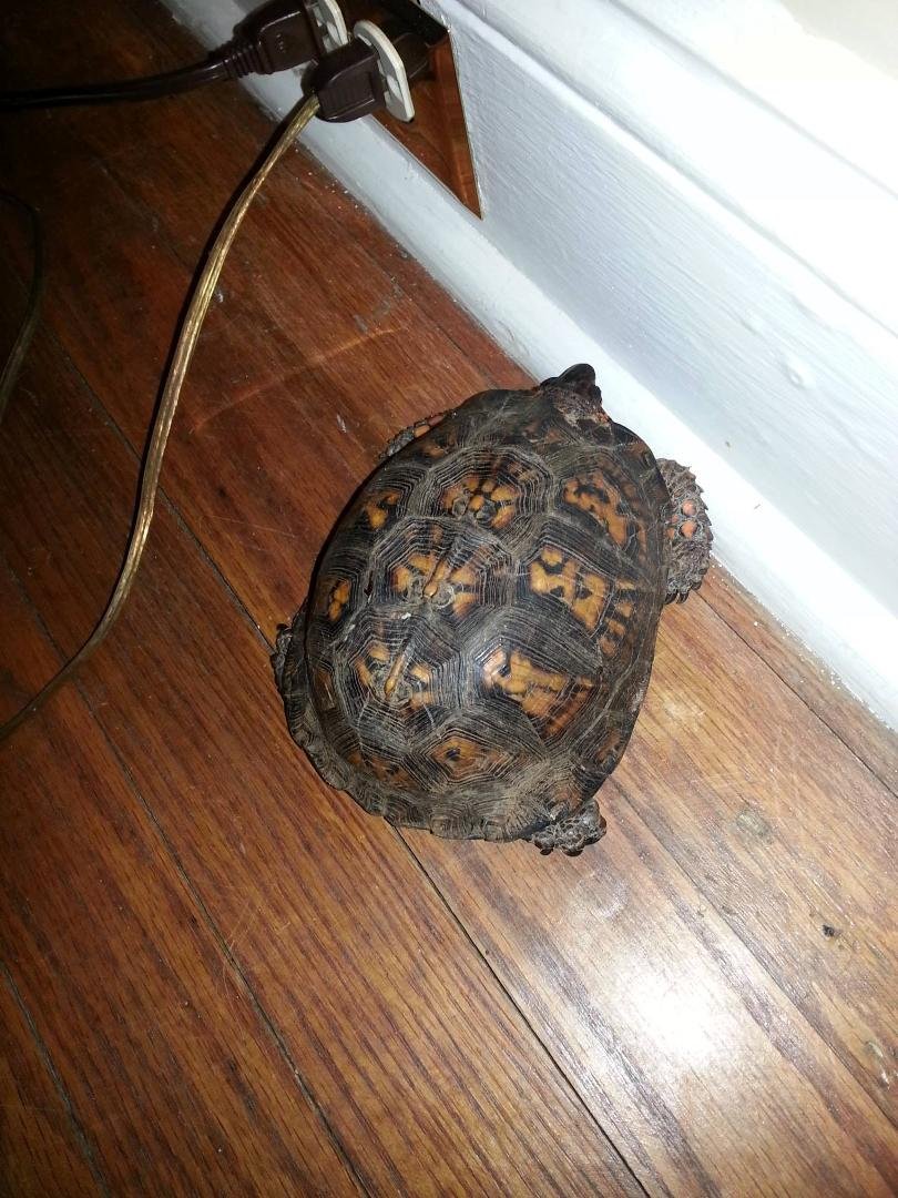 Buddy - Turtle Hunter came in the house last week with a turtle in his mouth which we put back outside his fence. Today we found this one behind the sofa. I guess his doggie door needs a T.E.D. (turtle excluding device) l