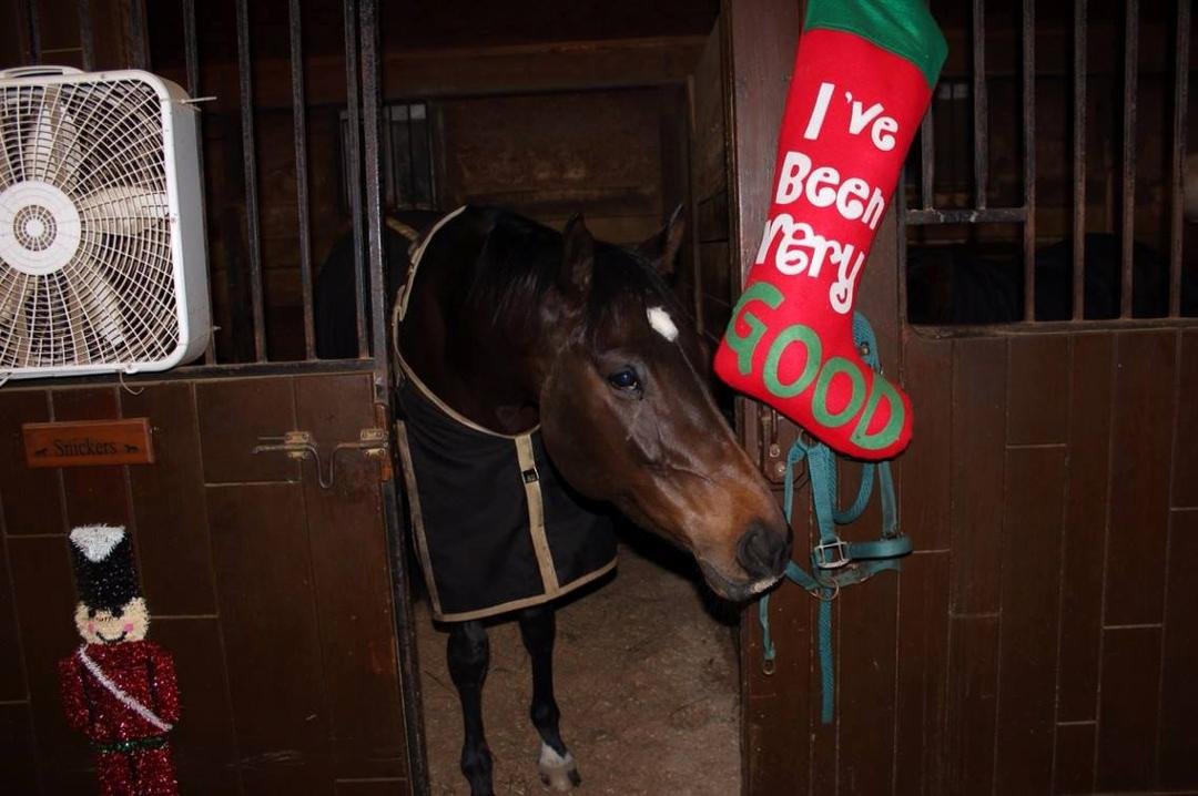Snickers is ready for Christmas