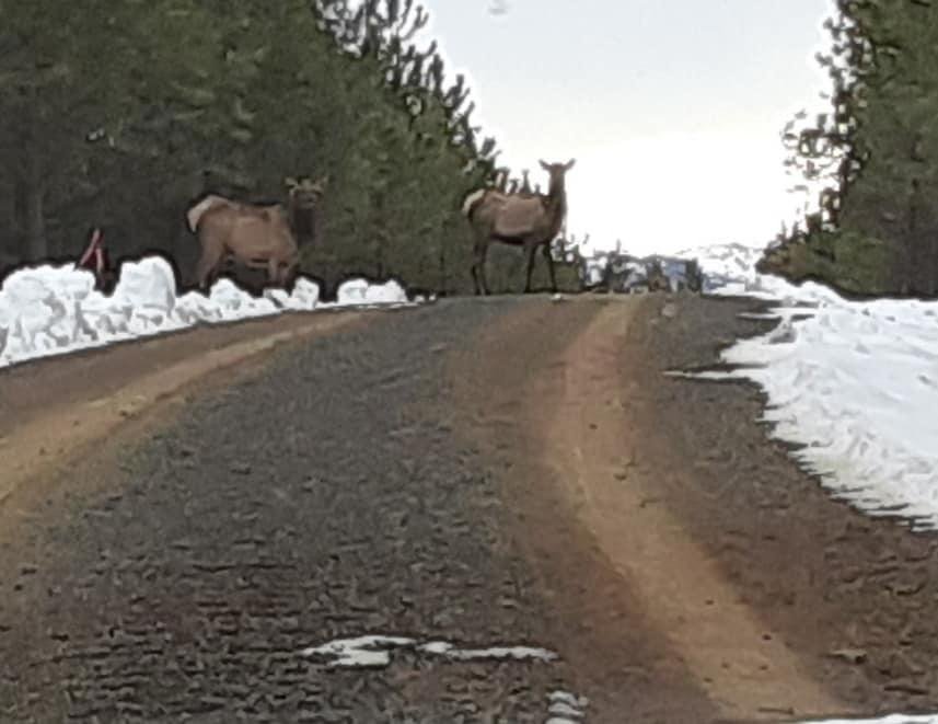 Elk