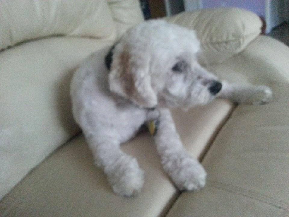 He's baaaccckk. Teddy is done with his grooming session. Hard to get a good photo because he isn't a fan of the camera. :-D He is now nervously licking his feet. :-\