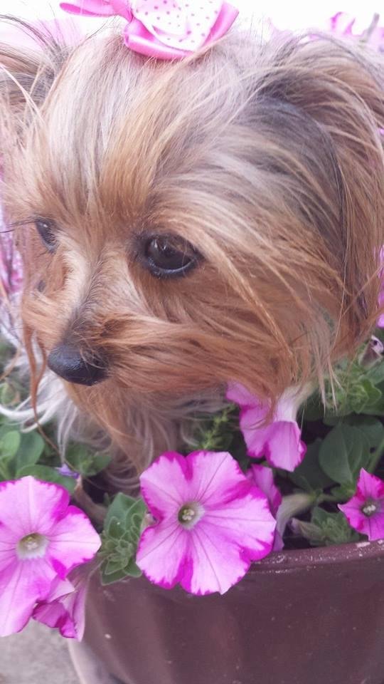 Mildred Altomare's album, Mobile Uploads