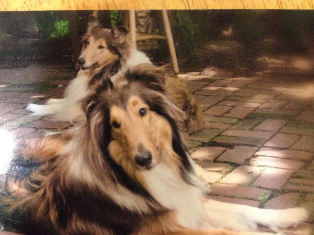 Our other 'kids' in 2014. Brodie (m/n) in front, age 4. Ceilidh (f/s) at rear, age 7.