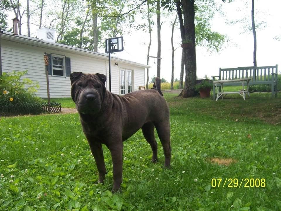 We lost Lacey the Matriarch of our Shar-Pei family last week. We had her for 14 1/2 years and we are going to miss her. Now she can be with her brother Hurley who has been waiting for her for over 2 years. Now she can get b