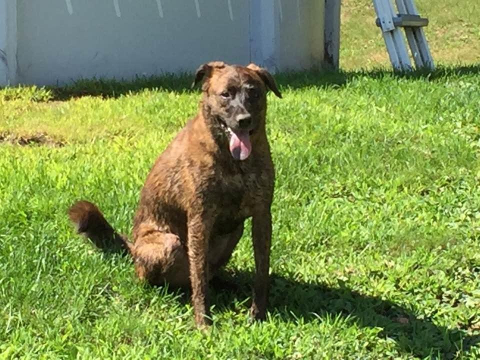 Dexter my water dog