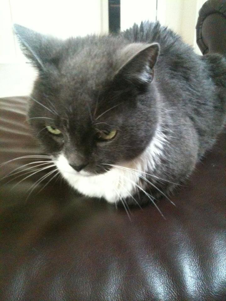 Biscuit didn't like her bath!