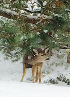 Happy Friday morning to you all. Be safe and enjoy the reason for the season.