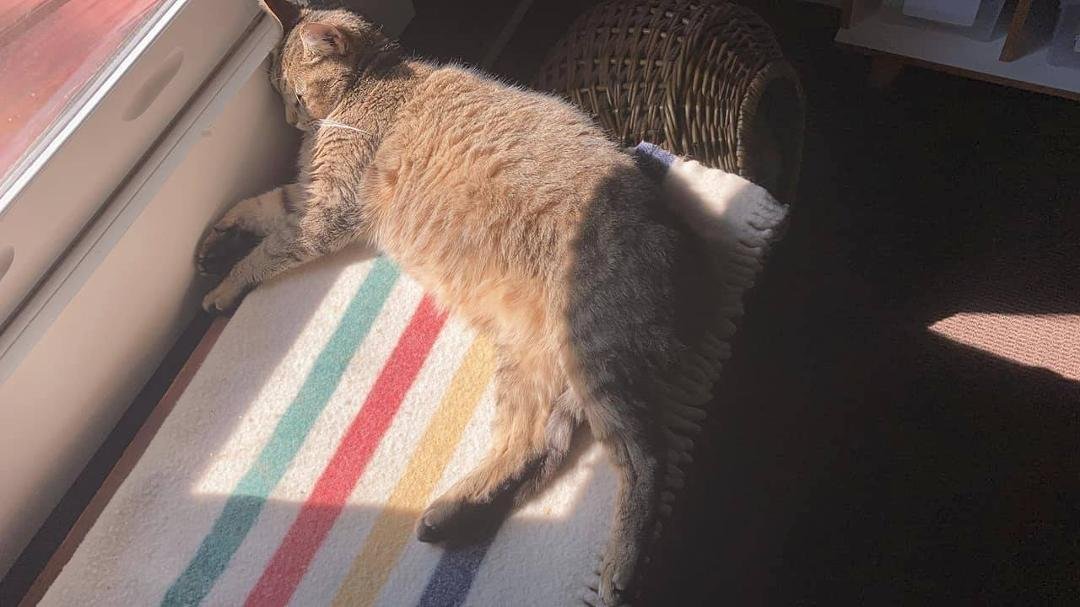 Geep likes working in his tan