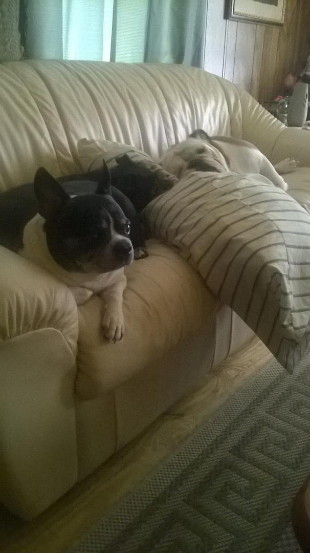 A dogs life
