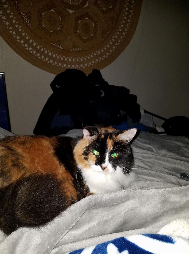 My oldest cat Kali. She was born on Mothers day in 2006