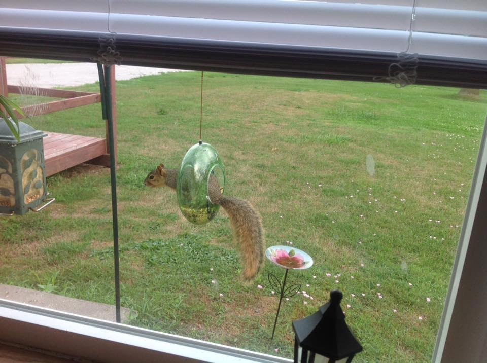 Today the squrill finally figured how to get in bird feeder