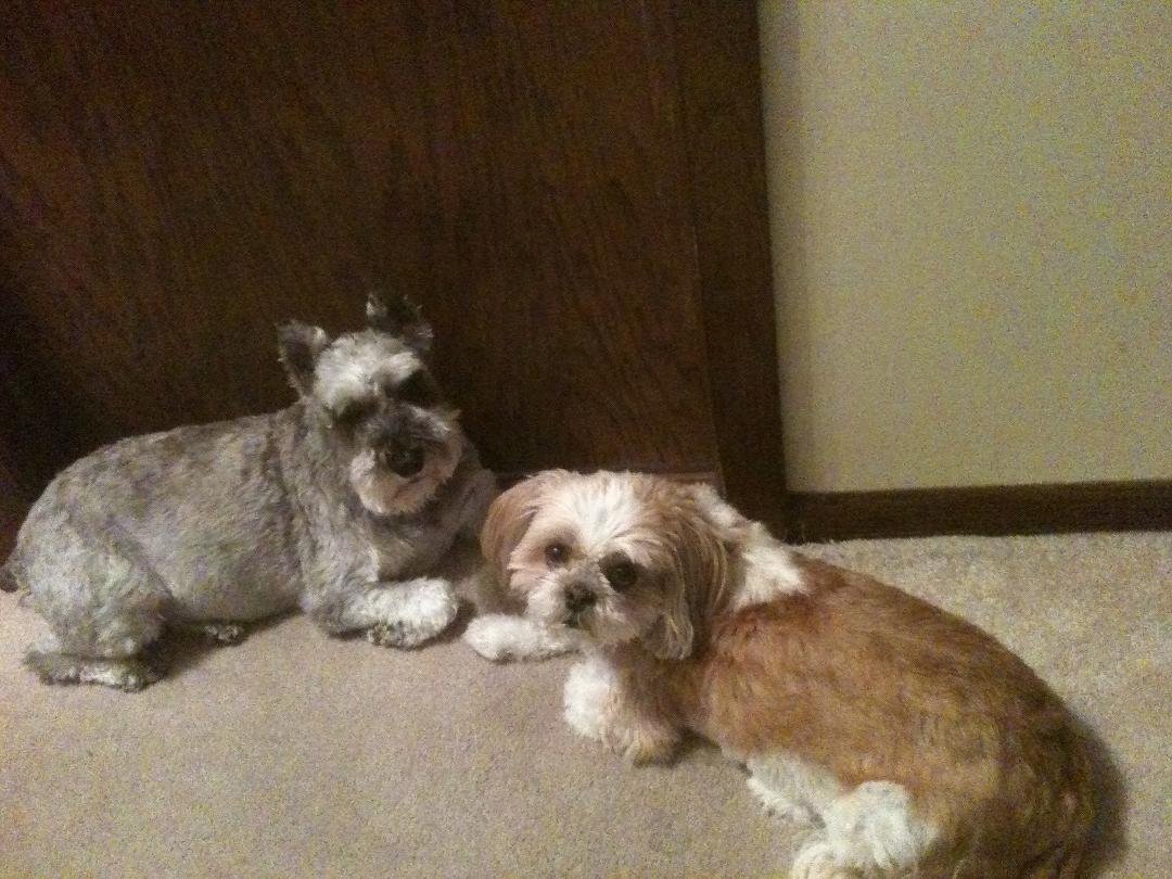 national Dog Day