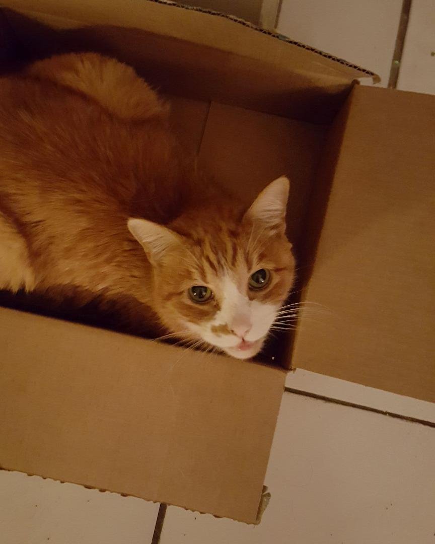 Again, another box not going to waste...Tig is assuring me it is purrfect!