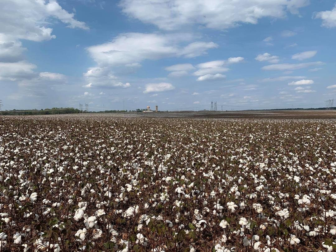 Cotton fields