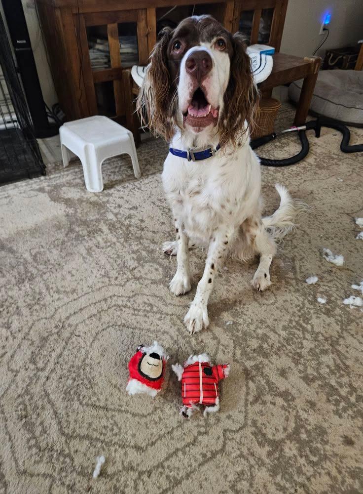 Two minutes later... and expects me to play fetch with the remains...