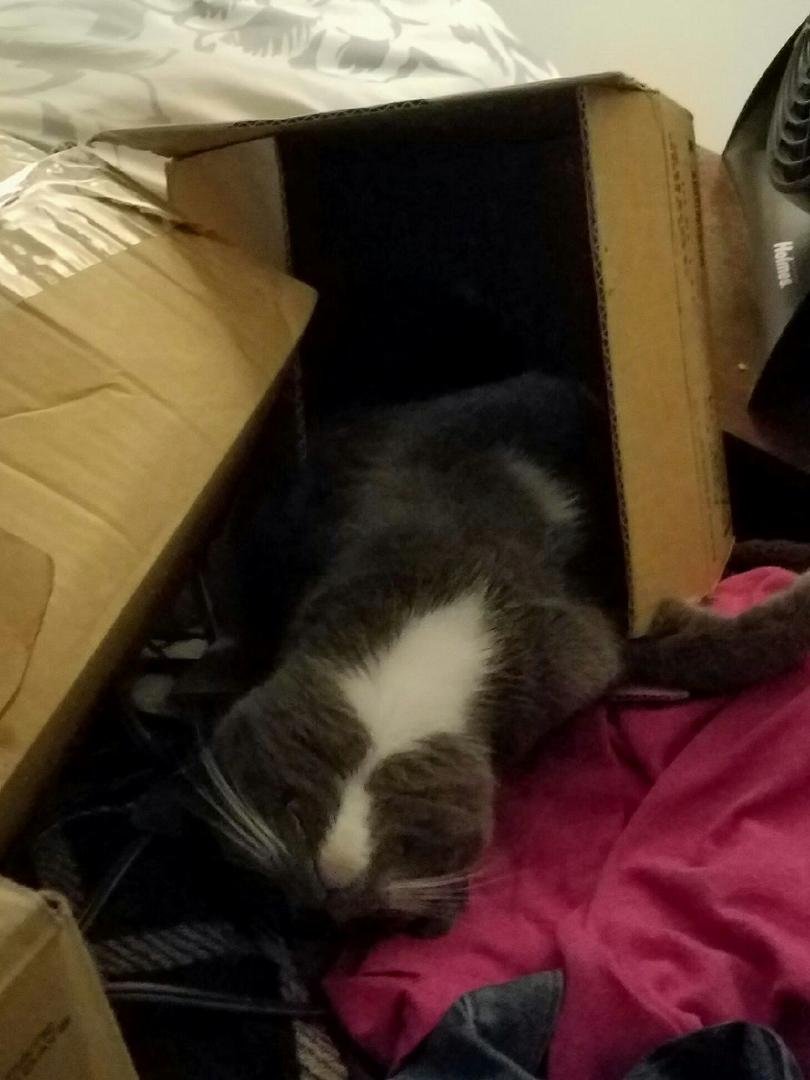 A real ham!