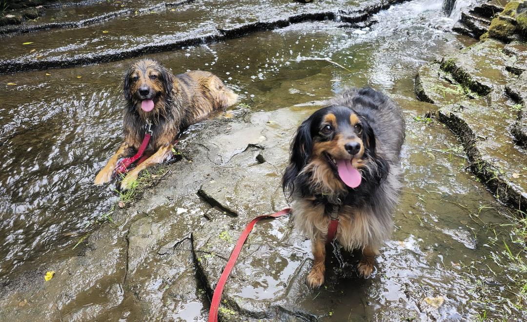 🐶🐕 Happy National Dog Day!!! 🐕🐶