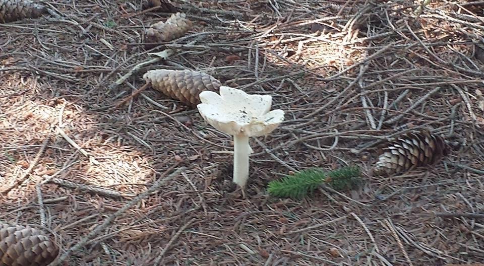 So this mushroom under a pine tree. Is it edible?
